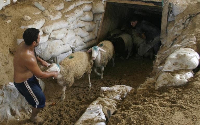 Palestinian smugglers push sheep through a smuggling tunnel from Egypt to the Gaza Strip in the Rafah refugee camp, southern Gaza Strip, in 2010. (AP)