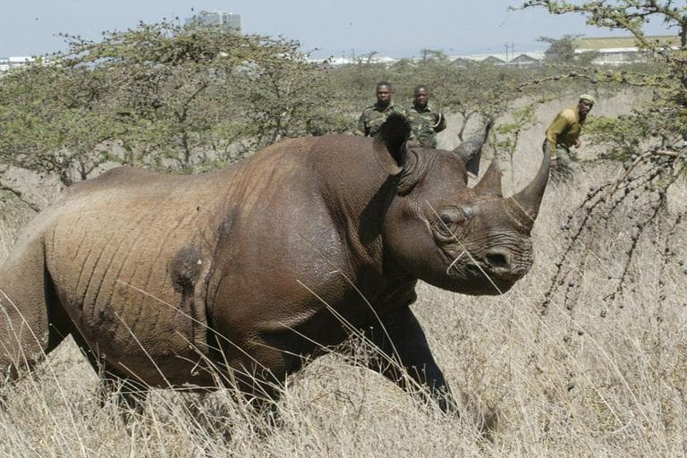 A 4-year old Female black Rhino, runs after it was darted at Nairobi National Park, Saturday, Jan. 14, 2006. Kenyan wildlife officials began relocating 33 endangered rhinos to the Meru National Park to restock the animal. (AP)