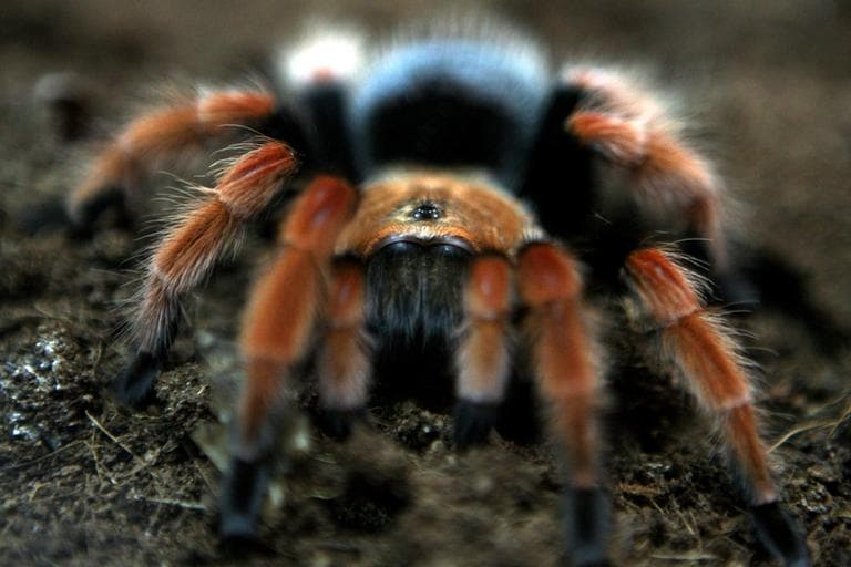 A tarantula spider is observes during a live spiders exhibition in the Bulgarian capital Sofia, Thursday, Jan. 22, 2009. (AP)