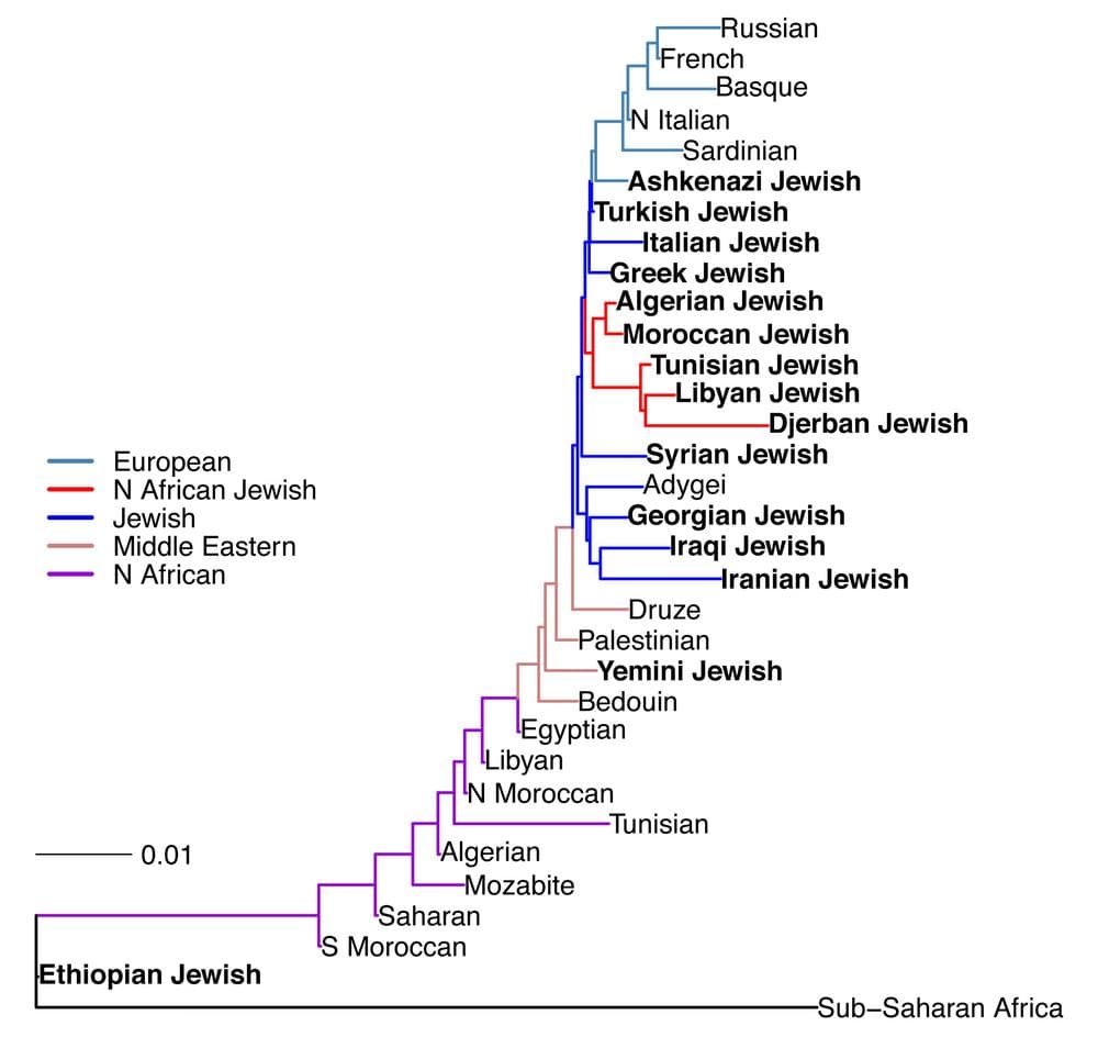 A chart showing the relationship among Jews from different geographic regions. (Harry Ostrer)