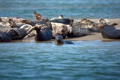 Grey seals bask off of Cape Cod on Aug. 19, 2011. (Mike's Birds/Flickr)