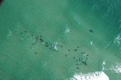 A white shark swims close to a pack of grey seals in the shallow water off Lighthouse Beach in Chatham. (Courtesy Massachusetts Energy and Environmental Affairs)