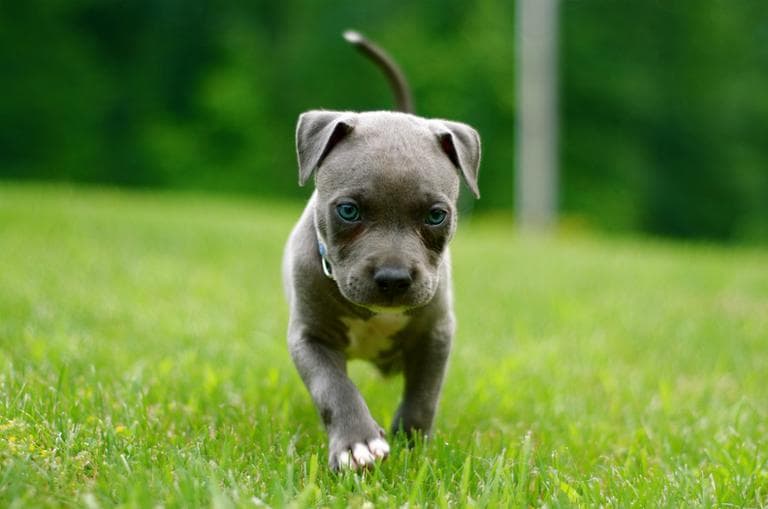 A pit bull puppy. (Funkybeatz/Flickr)
