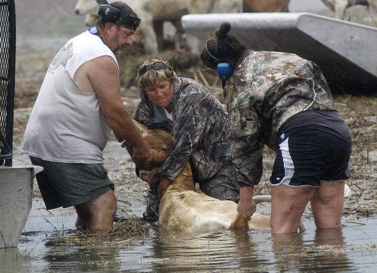 People try to rescue cattle from floodwaters after Isaac passed through the region, in Plaquemines Parish, La. (AP)