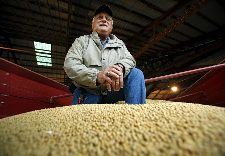 Jim Andrew kneels in a grain hauler full of soybeans on his farm, near Jefferson, Iowa. Soybean growers are hoping the government will approve a new genetically modified soybean they say will produce oil that is lower in saturated fat, allowing people to eat healthier, including fried foods they may have given up as they tried to reduce fat in their diet. (AP)