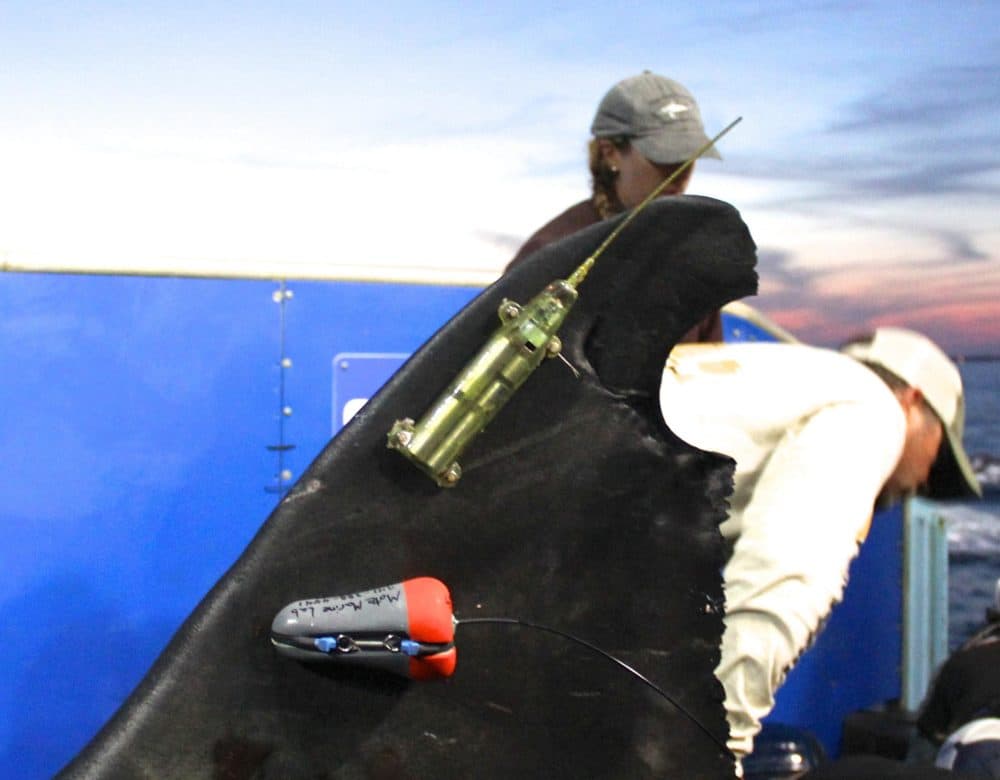 This GPS device will stay attached for up to five years. (Caroline Nurse/OCEARCH)