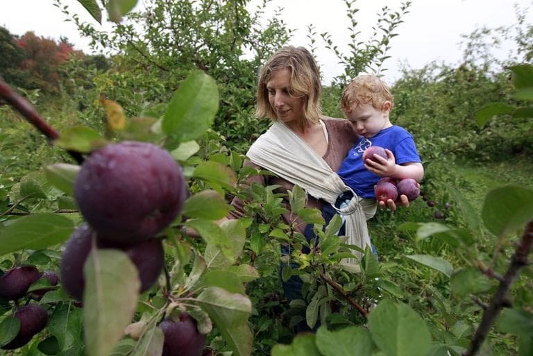 Hilary Graham, of Arlington, picks apples while holding her 2-year-old son Christopher at Carlson Orchards, in Harvard, Mass., on Tuesday. (AP)