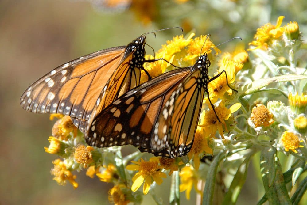Two Monarch butterflies on their epic journey (SK Films)