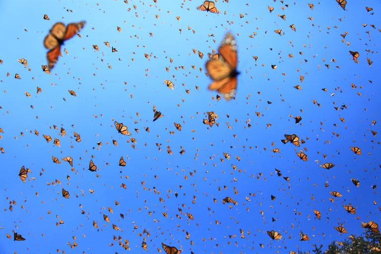 Monarchs in the sky (SK Films)