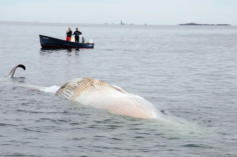 In this photo provided by the New England Aquarium, boaters watch as a dead 50-foot finback whale floats in the Boston Harbor, near Deer Island, Sunday, Oct. 7. (AP/The New England Aquarium)