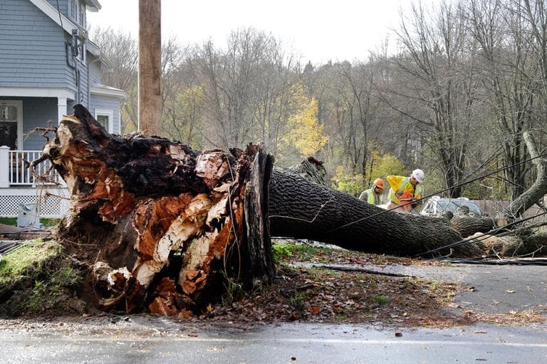 Workers on Tuesday use chainsaws to cut up a tree that fell on power lines in Andover. (Elise Amendola/AP)