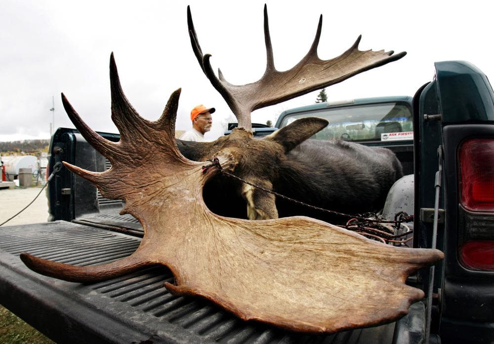 724-pound bull moose with an antler spread of 56 and 1/2 inches is inspected by a hunter at a weigh station in Kokadjo, Maine. Maine's two week moose hunting season ends on Saturday. (AP)