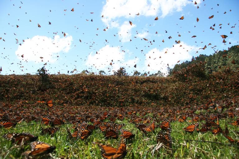 Kingsolver's book describes a forested valley filled with what looks like a lake of fire. This image of monarch butterflies is from the film Flight of the Butterflies. (SK Films)