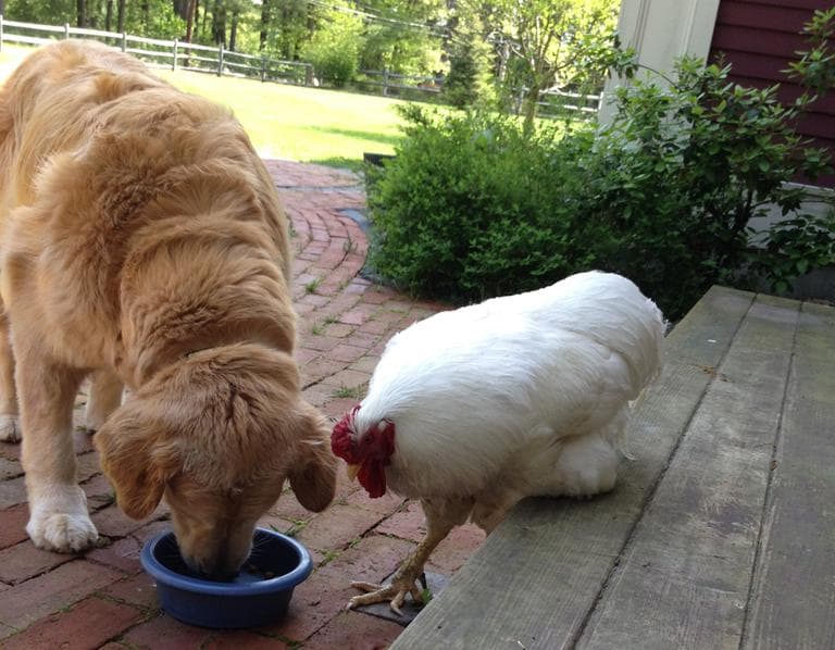 Buddy the rooster with Walter the dog.
