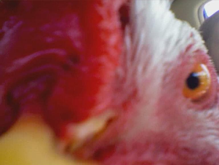 Buddy the rooster. (Screenshot from a home video)