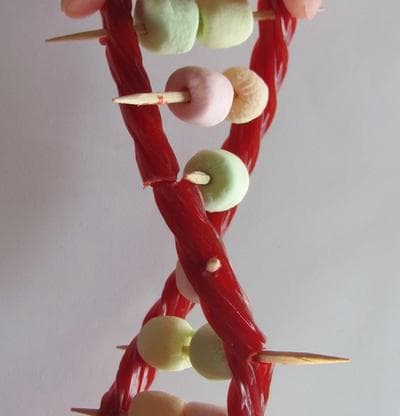 "DNA model" by Ogel, made from licorice sticks and small colored marshmallows. (diy.org)
