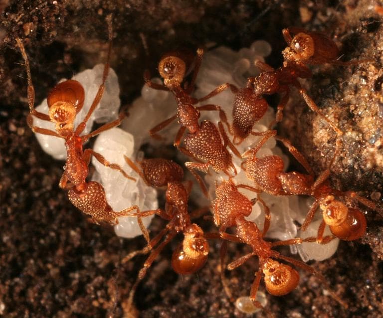Pyramica ants. (Photo by Gary Alpert)