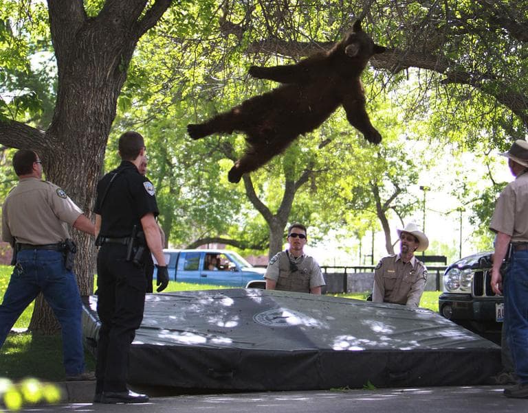 A bear that wandered into the University of Colorado Boulder, Colo., dorm complex Williams Village falling from a tree after being tranquilized by Colorado wildlife officials,  April 26, 2012. Colorado University police spokesman Ryan Huff said the bear was likely 1-3 years old and weighed somewhere between 150-200 pounds. (AP Photo/CU Independent, Andy Duann)