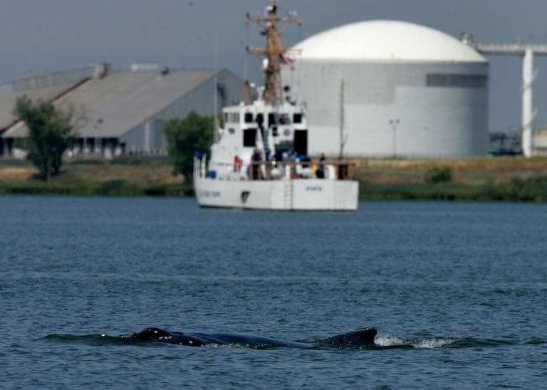 In this 2007 file photo, the Coast Guard Cutter Pike is seen in the background as a humpback whale surfaces in the Port of Sacramento. (Rich Pedroncelli/AP)