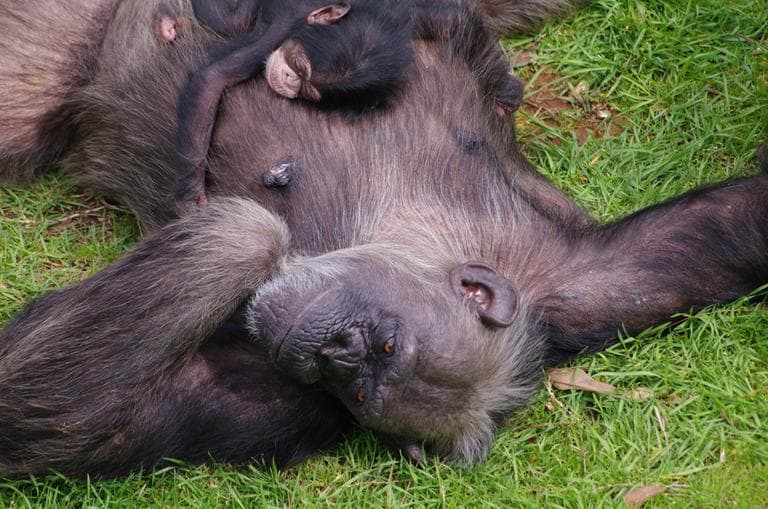 In this February 2012 photograph provided by Chimp Haven Inc., a retirement home for research chimpanzees in Shreveport, La., Flora, 29, rests with her two-day-old baby. (Chimp Haven Inc./Amy Fultz)