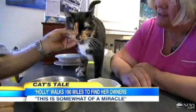 Holly, a 4-year-old tortoiseshell cat, was separated from her owners during an RV trip in Daytona Beach, Fla. She turned up two months later, about a mile from the Richters’ house in West Palm Beach, about 200 miles away. (ABC News screenshot)