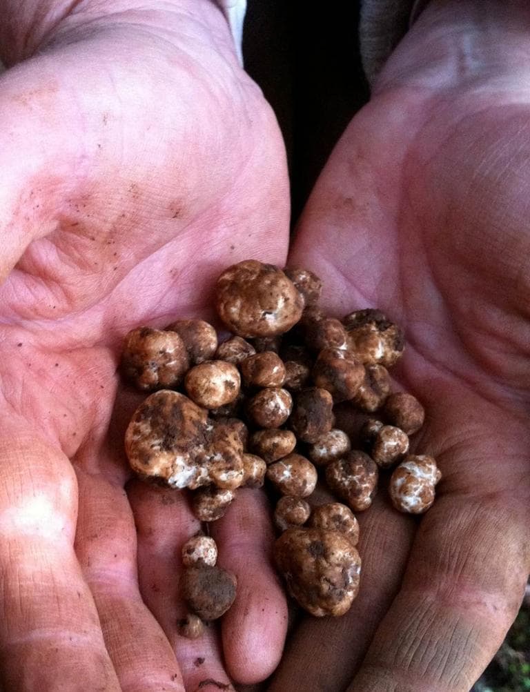 Oregon white truffles. (Kathy Gunst)