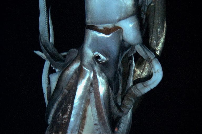 In this television image made from video recorded in the summer of 2012 provided by NHK and Discovery Channel, a giant squid swims in the deep sea off Chichi island, Japan. (AP/NHK/Discovery Channel)