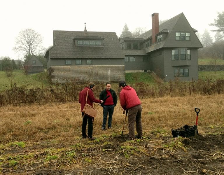 Digging for parsnips at Allandale Farm. (Dina Rosendorf/WBUR)