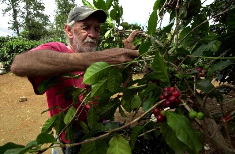Luis Arieta, 79, harvests ripe coffee beans on a coffee plantation near Poas, Costa Rica, in December 2003. (Kent Gilbert/AP)