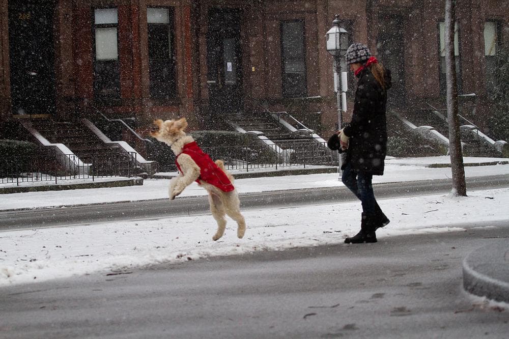 An owner takes his dog out for a walk mid-storm. (Jesse Costa/WBUR)