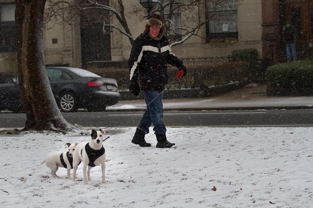 An owner takes his two dogs for a walk down Boston's Emerald Necklace on Commonwealth Avenue. (Jesse Costa/WBUR)