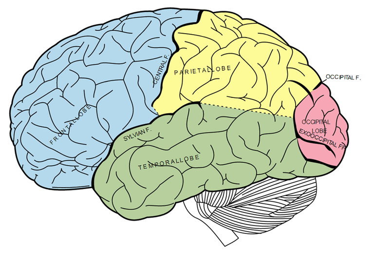 An image of the human brain from Gray's Anatomy. (Wikimedia Commons)