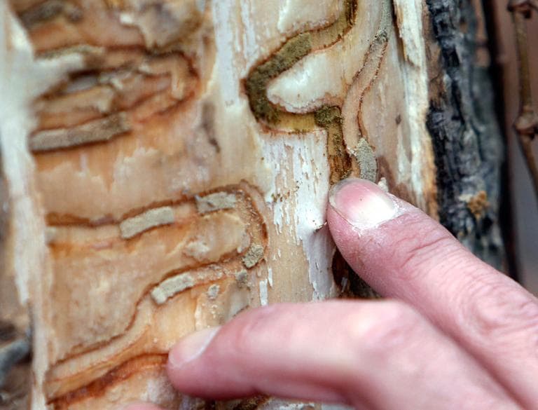 In this 2011 file photo, forester Jeff Wiegert, of the New York State Department of Environmental Conservation, points out the markings left from emerald ash borer larvae on an ash tree at Esopus Bend Nature Preserve in Saugerties, N.Y. (Mike Groll/AP, File)