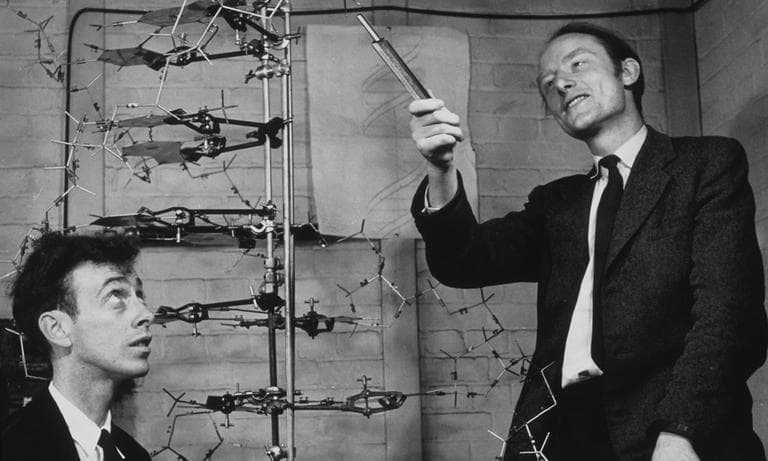 The discoverers of the structure of DNA. James Watson, at left, and Francis Crick, with their model of part of a DNA molecule in 1953. 
