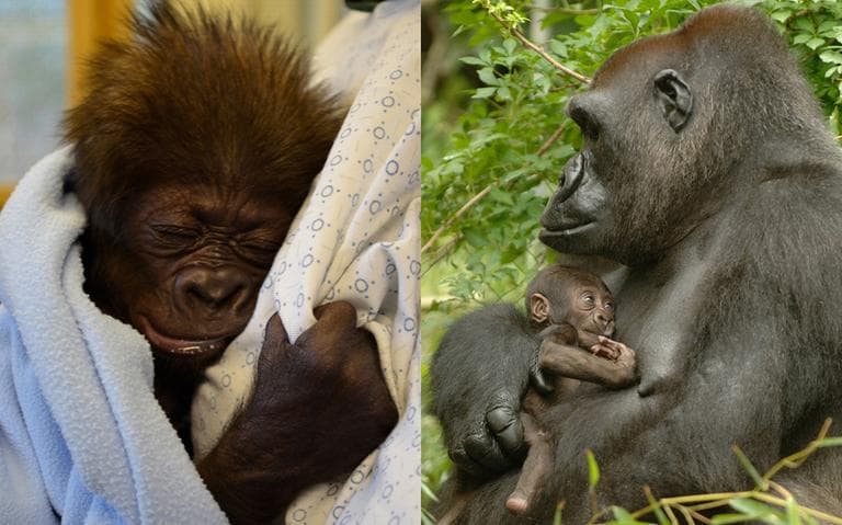 The baby gorilla, at left, is learning to hold onto the keepers in a vetro-ventral position as a mother gorilla would hold her most of the time, at this age, as opposed to swaddling her like a human baby. At right is a photo of the Cincinnati Zoo’s gorilla mom, Muke, holding her newborn Bakari in 2006, in a similar position. (Cincinnati Zoo &amp; Botanical Garden)