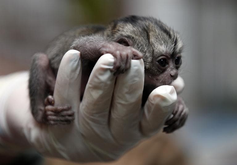 A 15-day-old night monkey clutches the fingers of a veterinarian. (Fernando Vergara/AP)