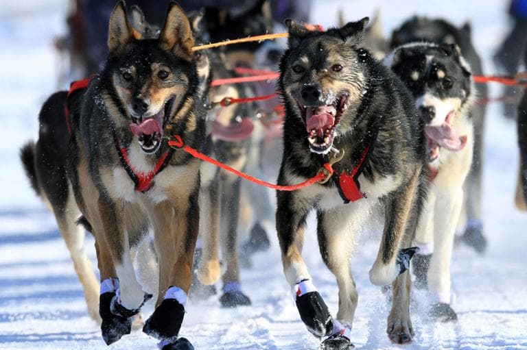 Lead dogs on the team of Louie Ambrose run during the ceremonial start of the Iditarod Trail Sled Dog Race Saturday, March 2, 2013, in Anchorage, Alaska. (AP)