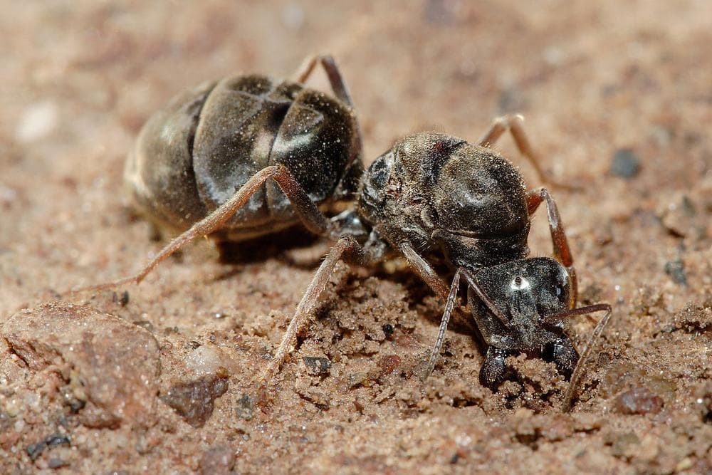Fertilised meat-eater ant queen beginning to dig a new colony. (Wikipedia)
