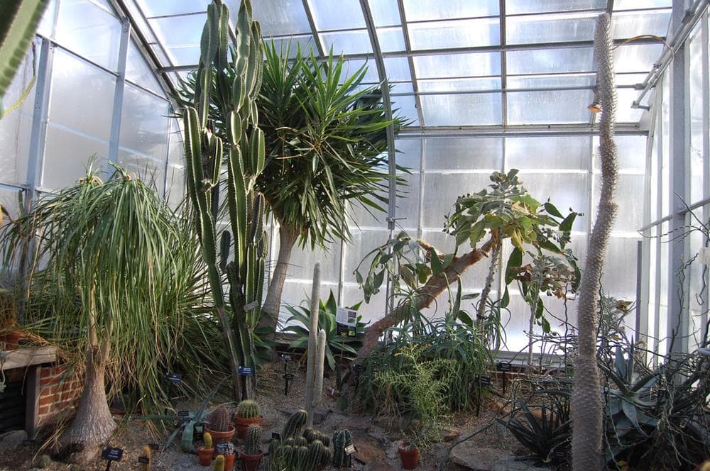 The desert is the first climate featured in the greenhouses at Wellesley College's Botanic Gardens. (Greg Cook)