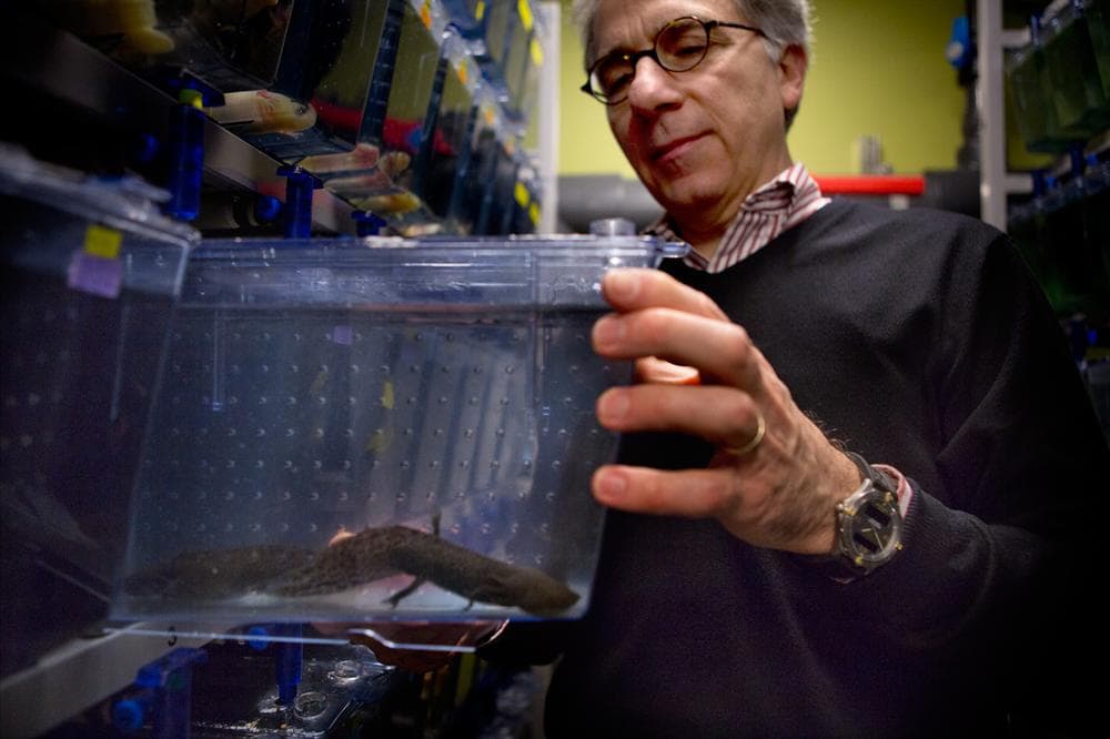 Doug Melton pulling out a tank of axolotl or Mexican salamander. (Jesse Costa/WBUR)