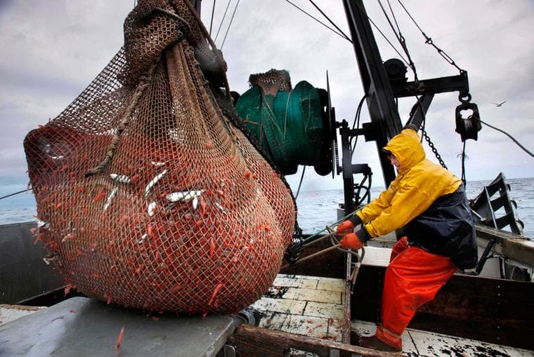 In this Jan. 6, 2012, file photo, James Rich maneuvers a bulging net full of northern shrimp caught in the Gulf of Maine. (Robert F. Bukaty/AP)