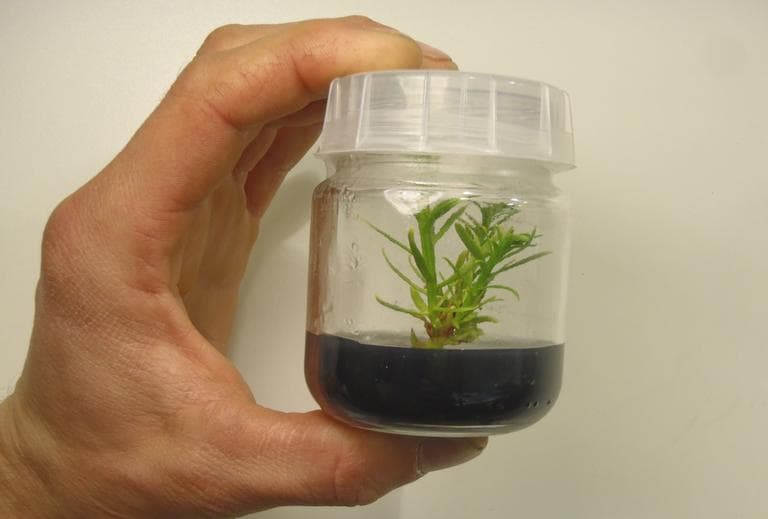 A clone of a 3,000-year-old redwood tree, growing in a small jar. (David Milarch)