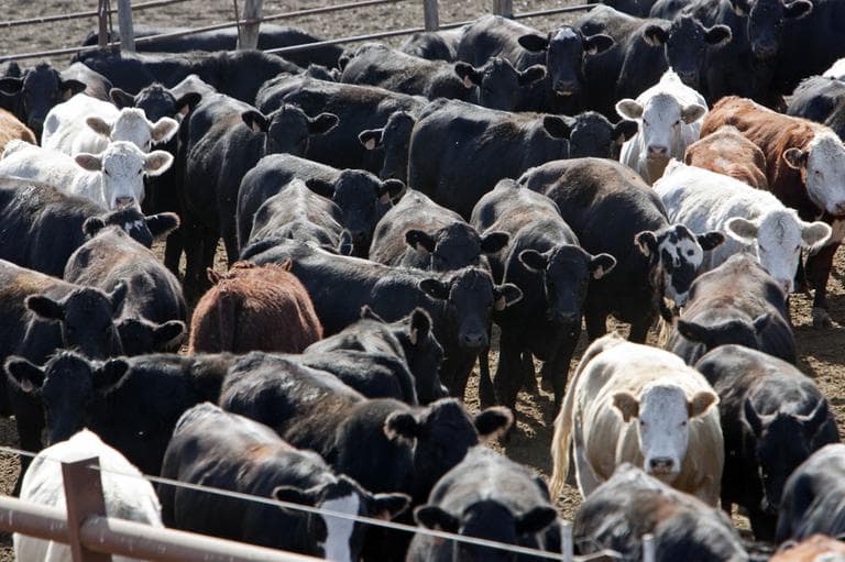 Cattle is kept in pens at a feedlot southwest of Omaha, Neb., Tuesday, Oct. 19, 2010. (AP)