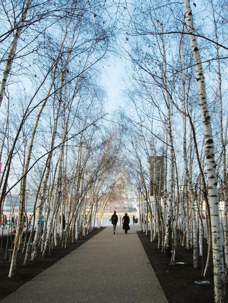 Birch thickets leading to the Thames River at London's Tate Modern museum. (Vogt Landscape Architects/Courtesy Princeton Architectural Press)