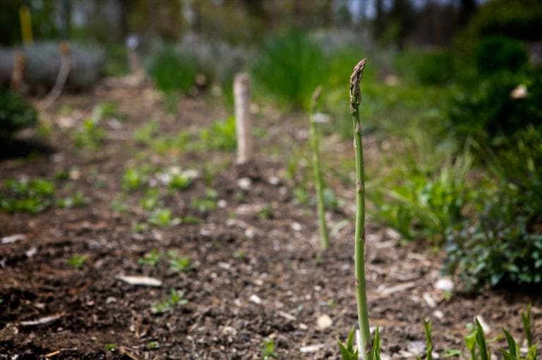 Asparagus grows in Kathy Gunst's yard and is one of her culinary inspirations in springtime. (Jesse Costa/WBUR)