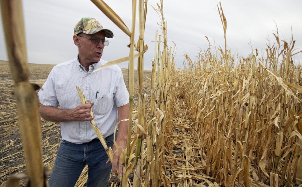 Farmer Steve Henry looks at a patch of corn in Arapahoe, Neb., that failed due to drought, and will not be harvested, Sept. 12, 2012. Nationwide, farmers will be paid a record $16 billion in crop insurance claims for 2012 because of the widespread drought, a staggering amount that has critics calling for changes to what they say is an inefficient taxpayer subsidy the government cannot afford. (Nati Harnik/AP)