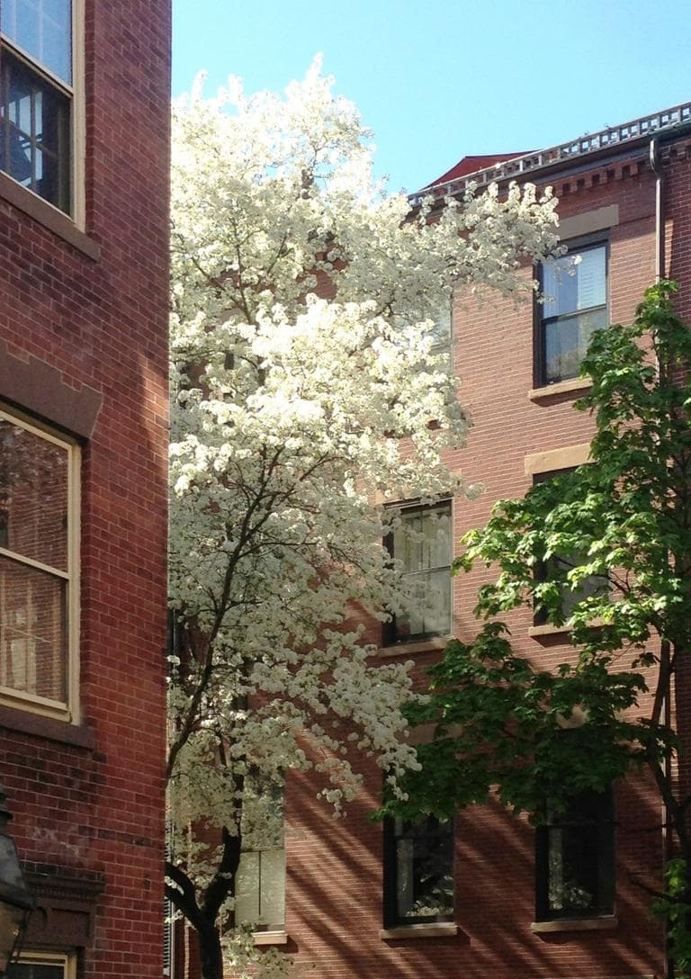 View of a flowering Pear tree from the author's house on Beacon Hill. (Courtesy)