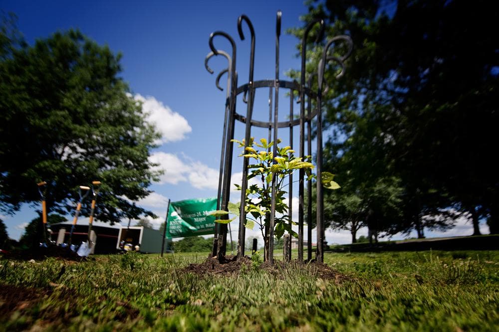 This tree, planted on Boston Common Tuesday, is the offspring of an old chestnut tree that stood outside Anne Frank&#039;s hiding place in Amsterdam. (Jesse Costa/WBUR)