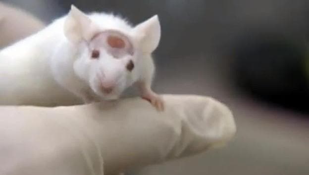 Image of a mouse implanted with a &quot;liver bud,&quot; from a 2012 video about the research at Yokohama City University. (YouTube screenshot)