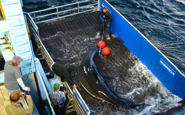 This Sept. 18, 2012, photo provided by OCEARCH shows scientists lifting a great white shark named Mary Lee so it can be tagged off Cape Cod. (Mike Estabrook/OCEARCH, AP)